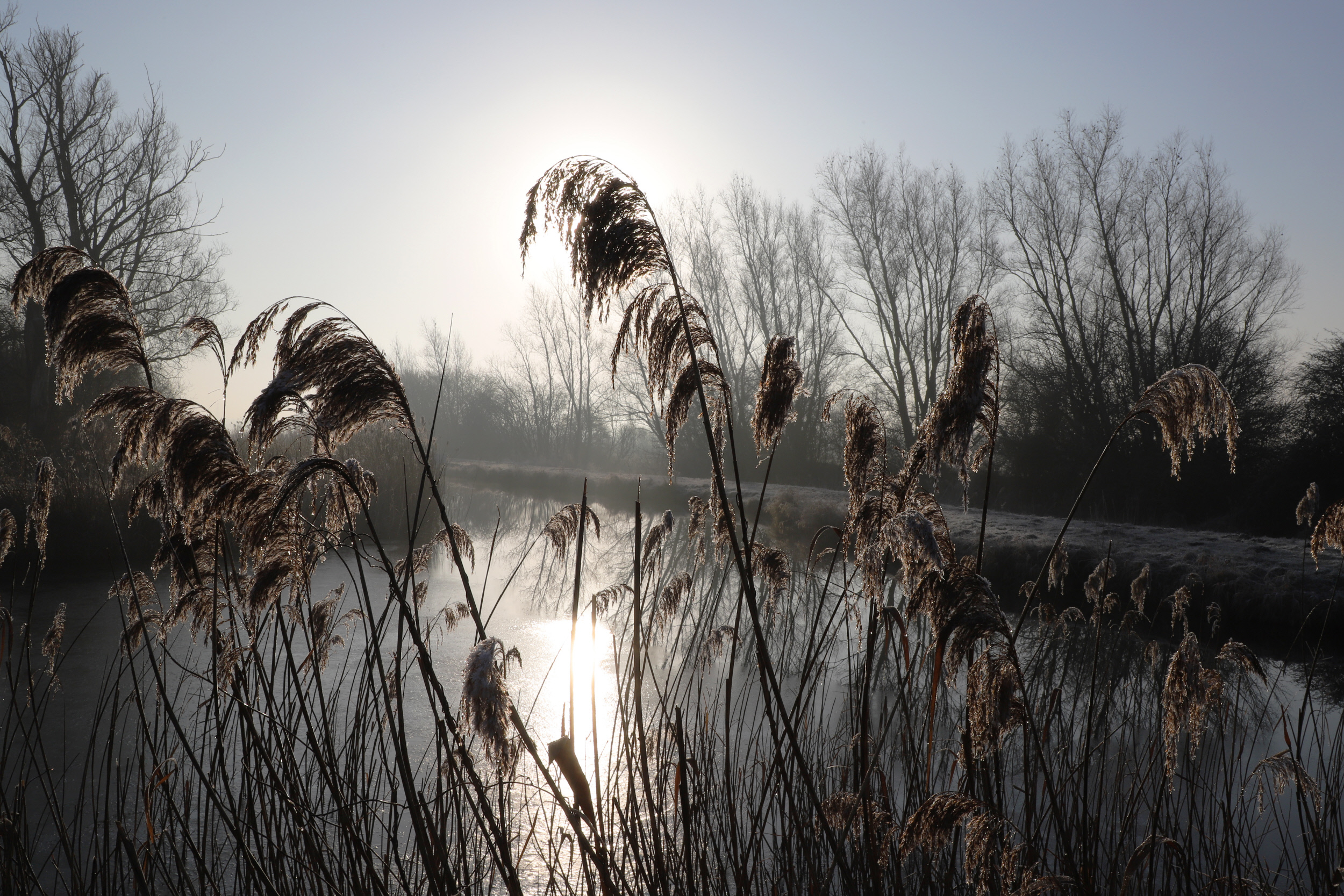 Reeds on a frosty morning by the Wicken Lode and Monks Lode junction at Wicken Fen National Nature Reserve, Cambridgeshire